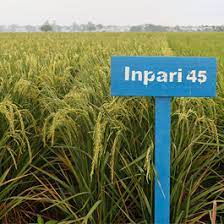 BENIH BIBIT PADI INPARI 45 LABEL PUTIH 5 KG BERKUALITAS