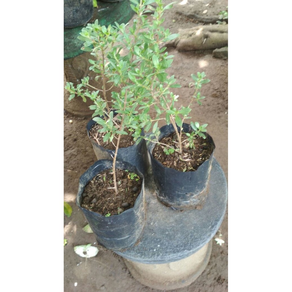 Bibit Santigi atau Setigi