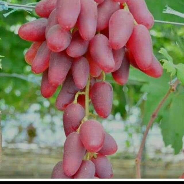 Cutting stek anggur import