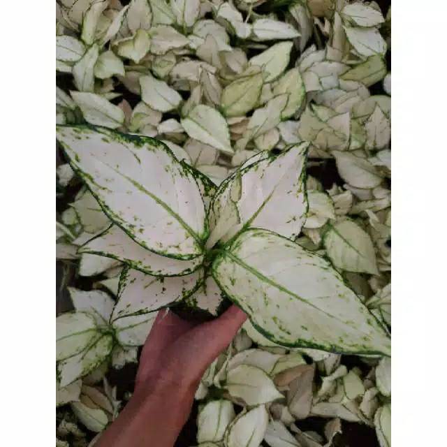 Aglonema / aglonema super white
