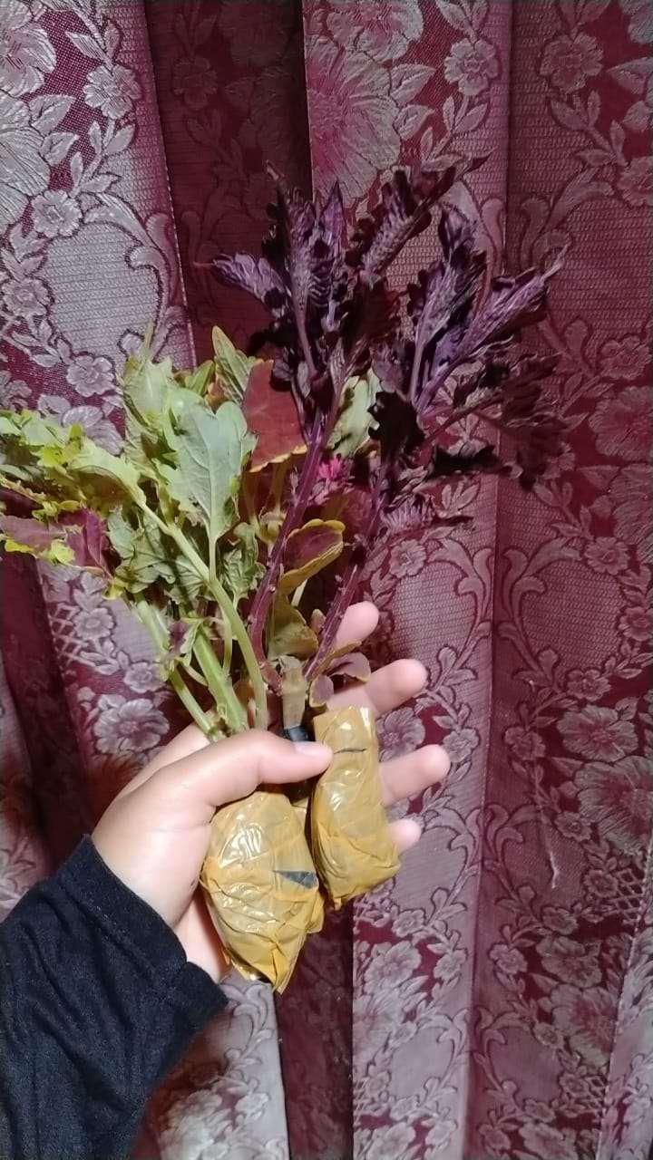 Miana Blaster / Miana Batik