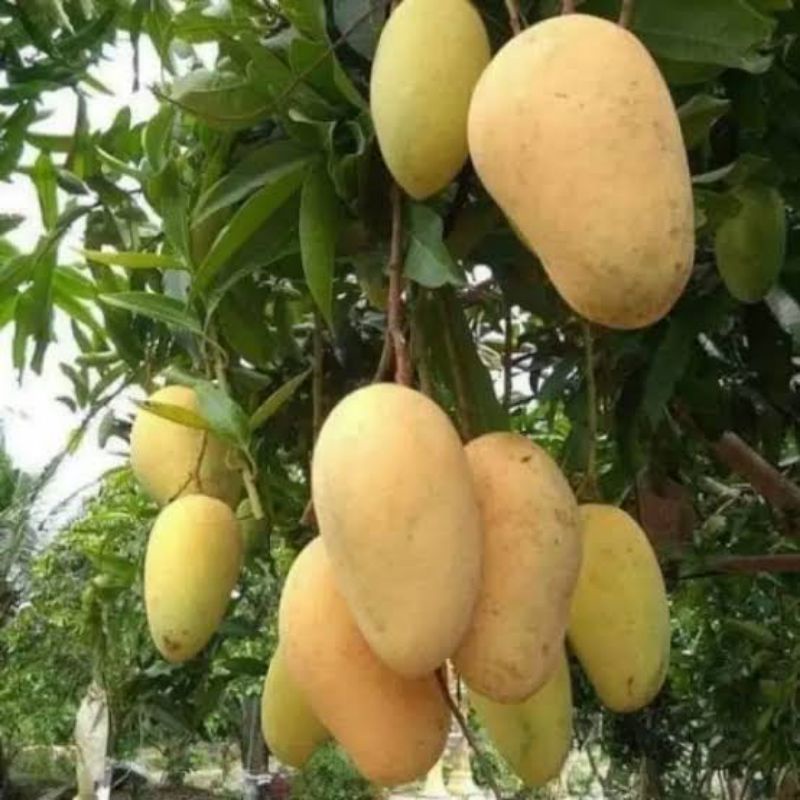 Bibit Mangga Chokanan Thailand Siap Berbuah MURAH ASLI