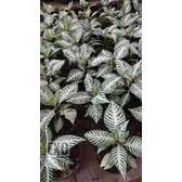 Apelandra Snow White - Tanaman hias Aphelandra snow white - Zebra plant - BAKUL KEMBANG