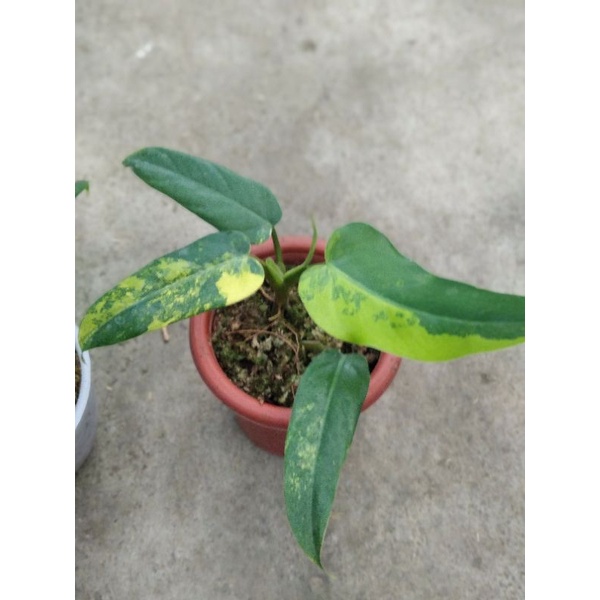 Jual Tanaman Hias Philodendron Domesticum Variegata