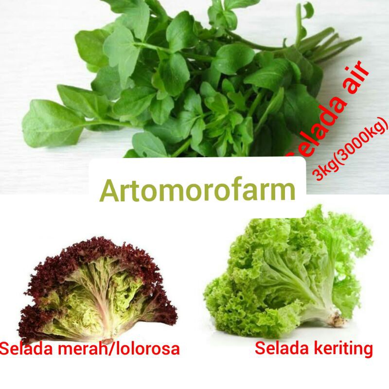 

lolorosa // slada merah,slada keriting & selada air