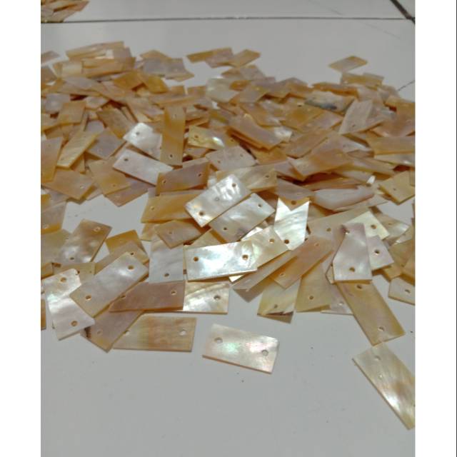 Kerang Kotak | Kerang Hias