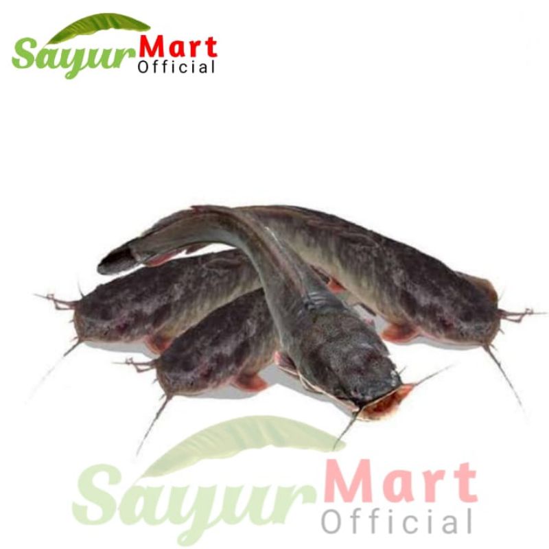 Jual Ikan Lele Segar 500gr Shopee Indonesia 