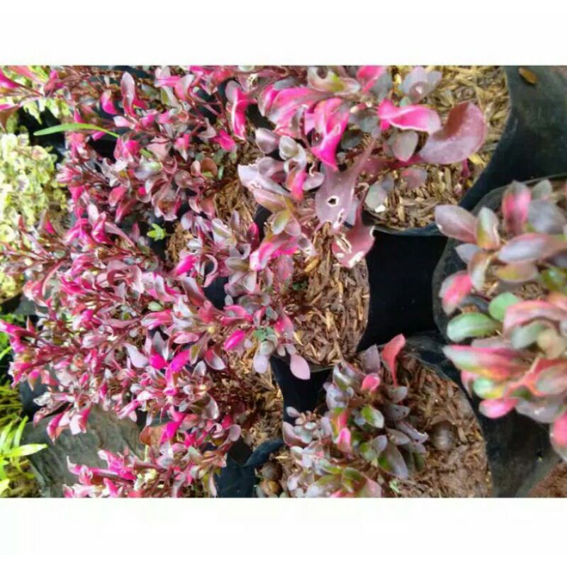 Tanaman krokot merah - tanaman krokot