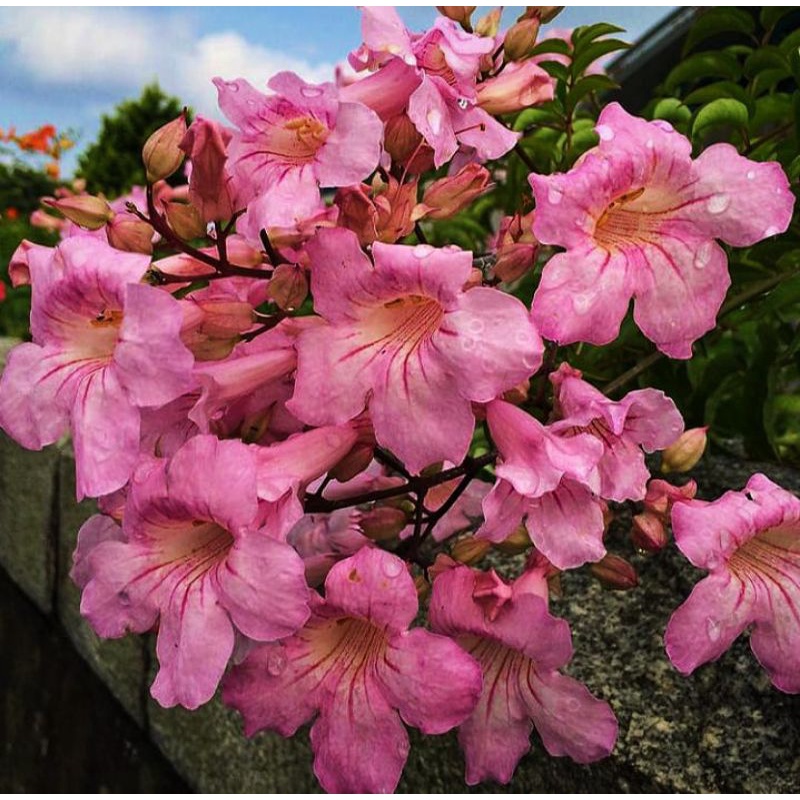 bibit bunga pink tecoma/stecoma pink/tanaman hias murah