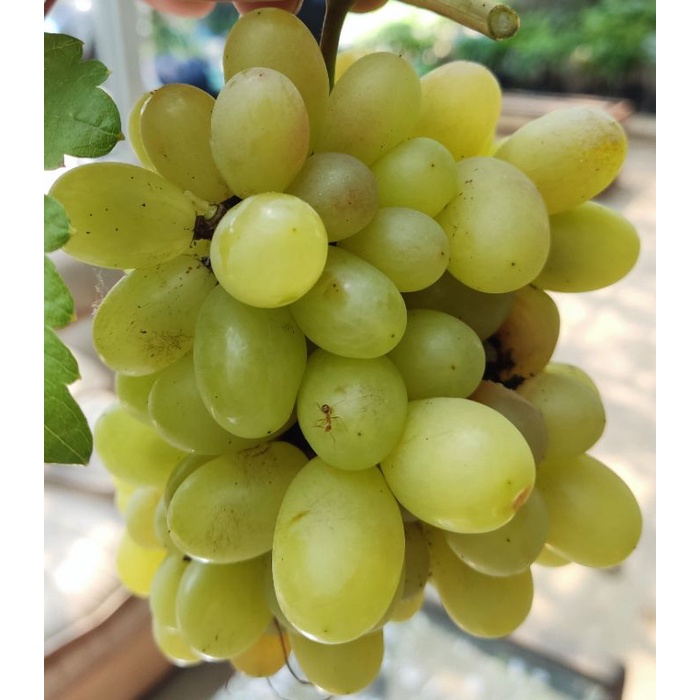 

bibit anggur hijau manis beli 2 gratis 1