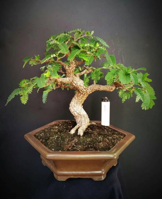 Bonsai Asem Jawa Small Gampang | Cahunit.com