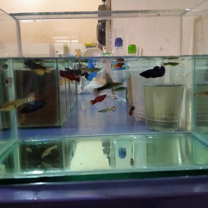 Promo    Aquarium Kaca 30x20x20 cm Akuarium Ikan Hias Cupang Guppy