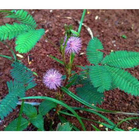 

Daun putri malu segar 1 kg