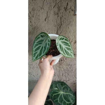 Anthurium silver blush x forgetii