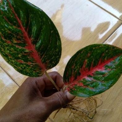 Terbagus.. Aglonema wulandari anakan ( Bisa COD )
