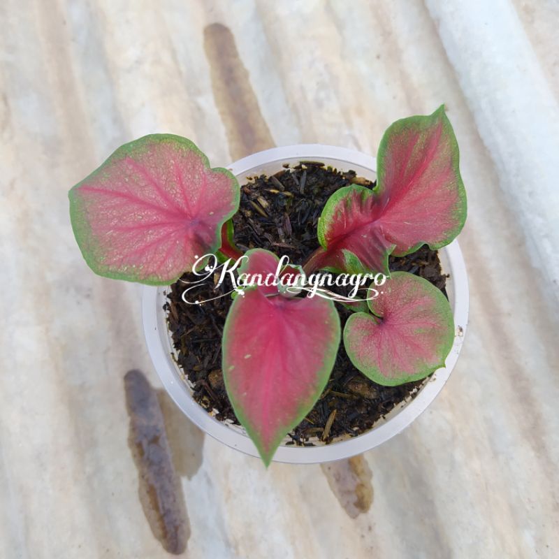 Caladium Red Jaguar / Keladi Red Jaguar