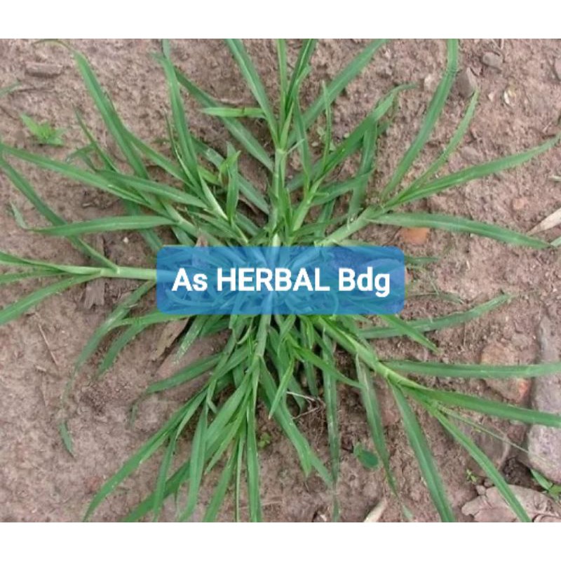

Daun Tanaman Rumput Belulang atau jampang segar 500 gram-az