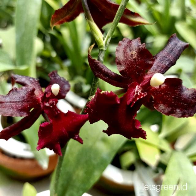 Anggrek Oncidium Colmanara Massai Red