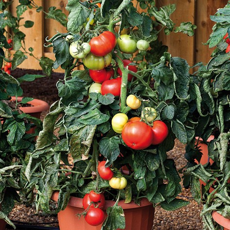 Benih-Bibit Tomat Patio Hibrida (Haira Seed)