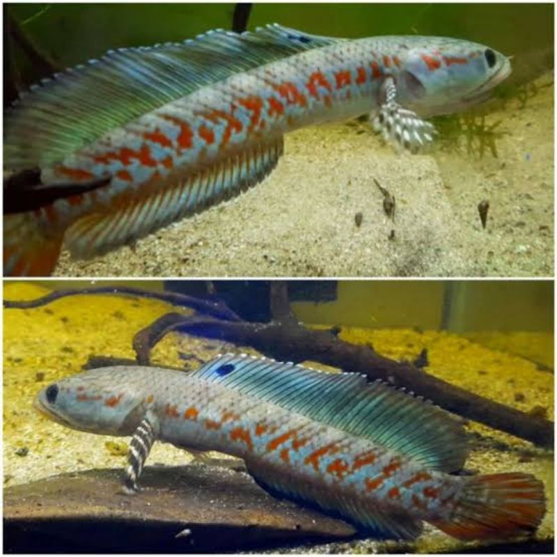 Channa Red Pulchra 7CM (bonus pelet)