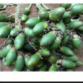 

pinang / jambe muda 500 gr