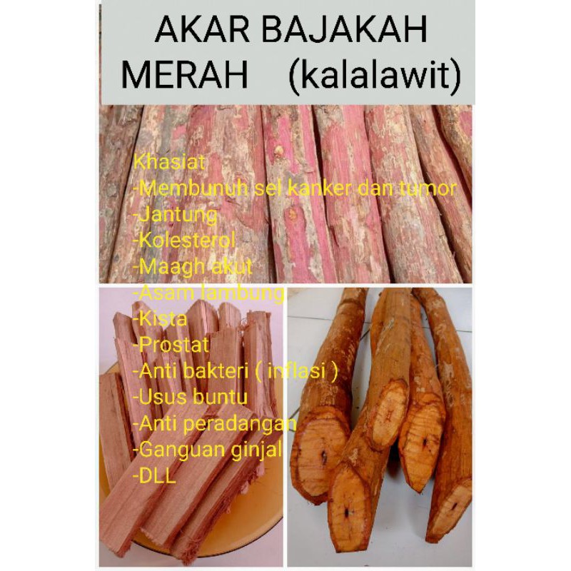 

bajakah Merah (Kalalawit)