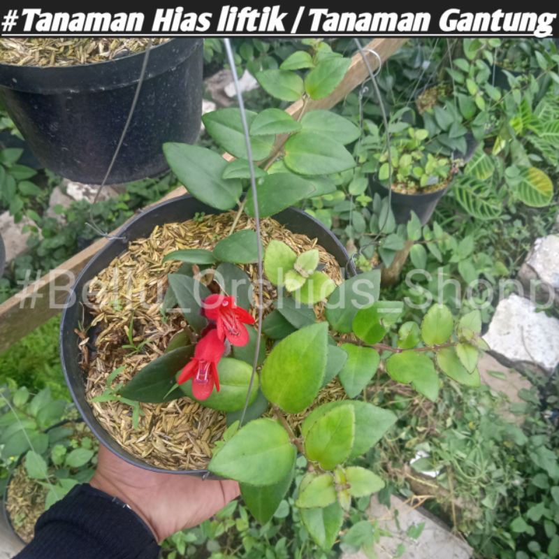 Bibit tanaman lipstik gantung / bunga lipstik/lipstik merah/tanaman gantung