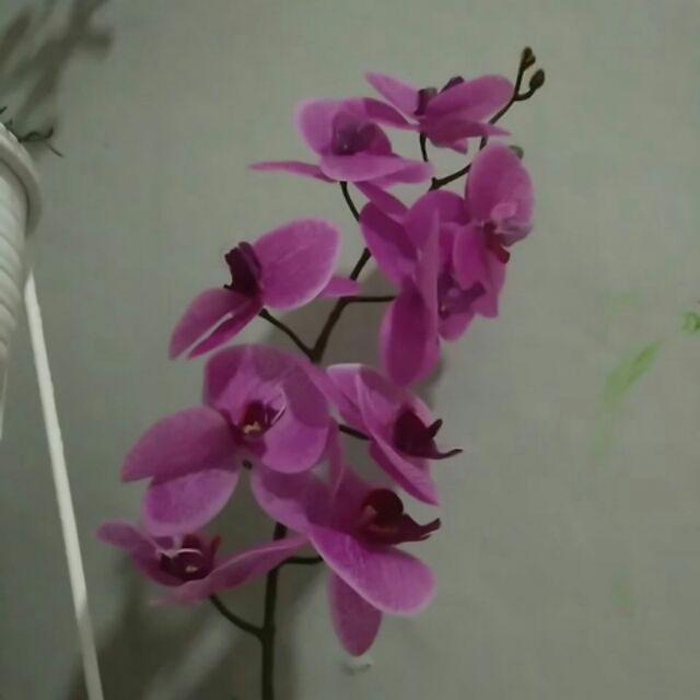 (cod)anggrek Lateks Real Touch