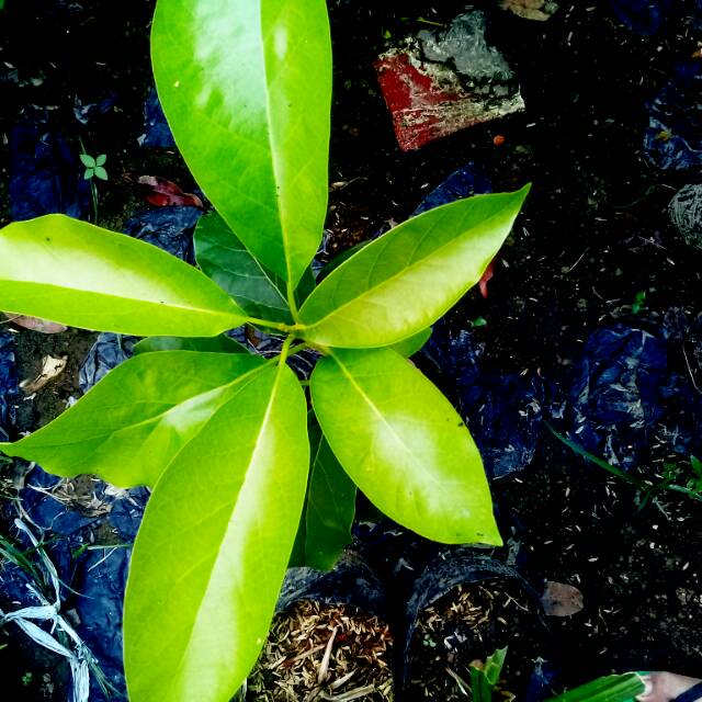 Bibit alpukat tanpa biji unggul dan murah