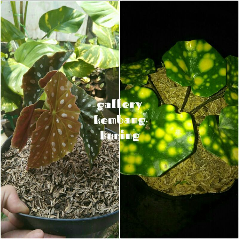 Tanaman Begonia polkadot dan Begonia Emas/Bunga Begonia