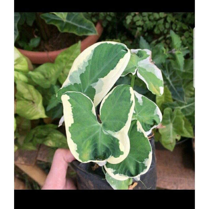 tanaman hias keladi kantong semar / caladium kantong semar