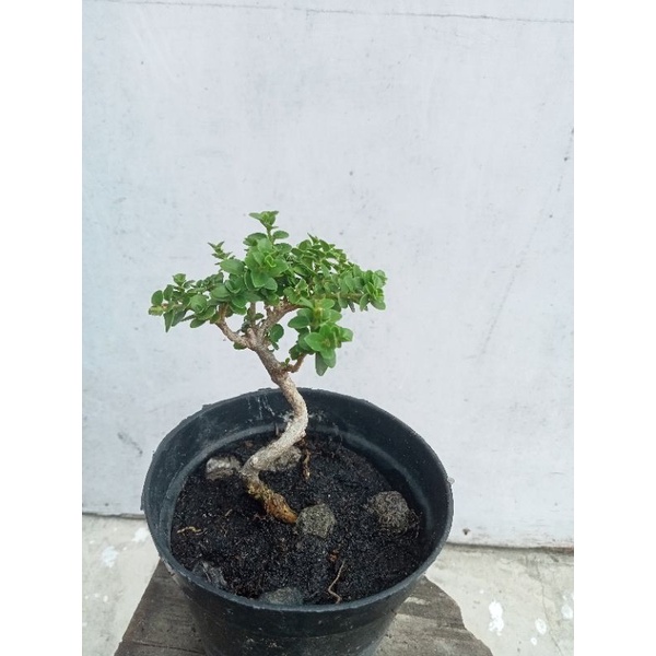 mame Sancang ( bonsai )