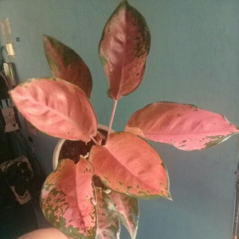 Aglonema charlie brown anakn.garansi asli&murah produk tnian.COD