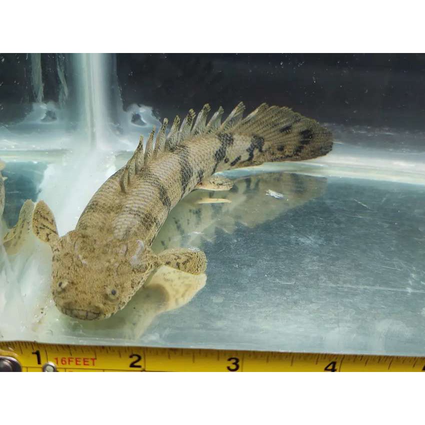 ikan palmas endlicheri besar