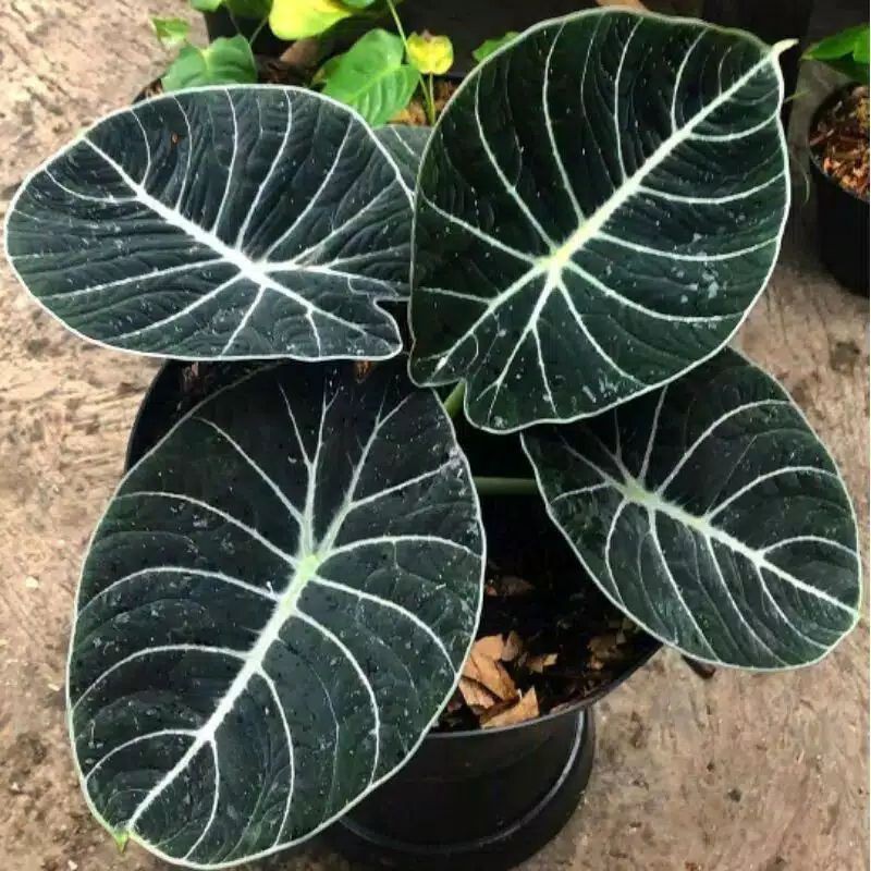 keladi tengkorak alokasia black Velvet/ size anakan