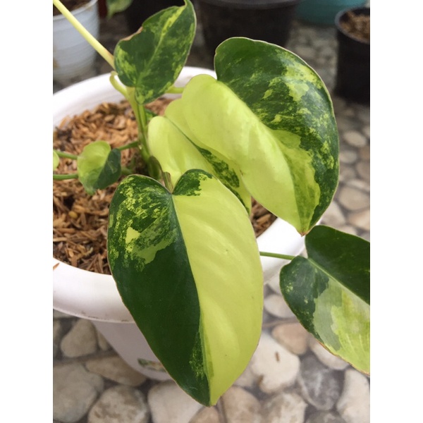 Termurah Burlemax varigata/philodenron burlemax varigata