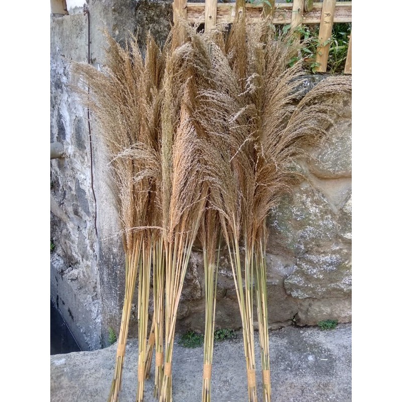 

PAMPAS COKLAT KERING UK L