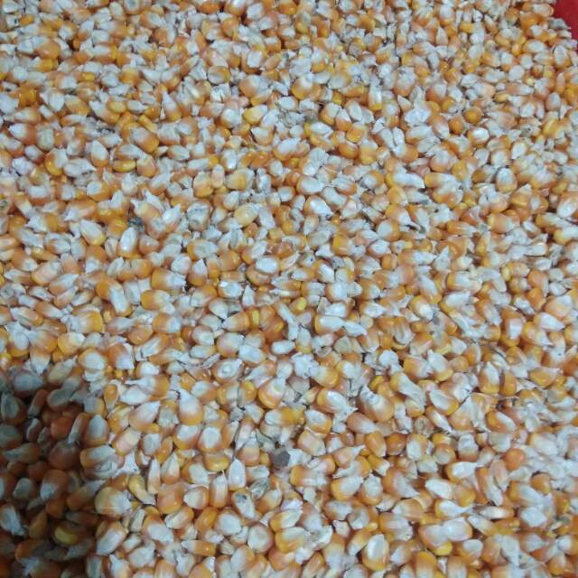 ✧ Jagung besar 1 kilo / 1kg / 1000gram untuk pakan ayam / merpati ✧-3
