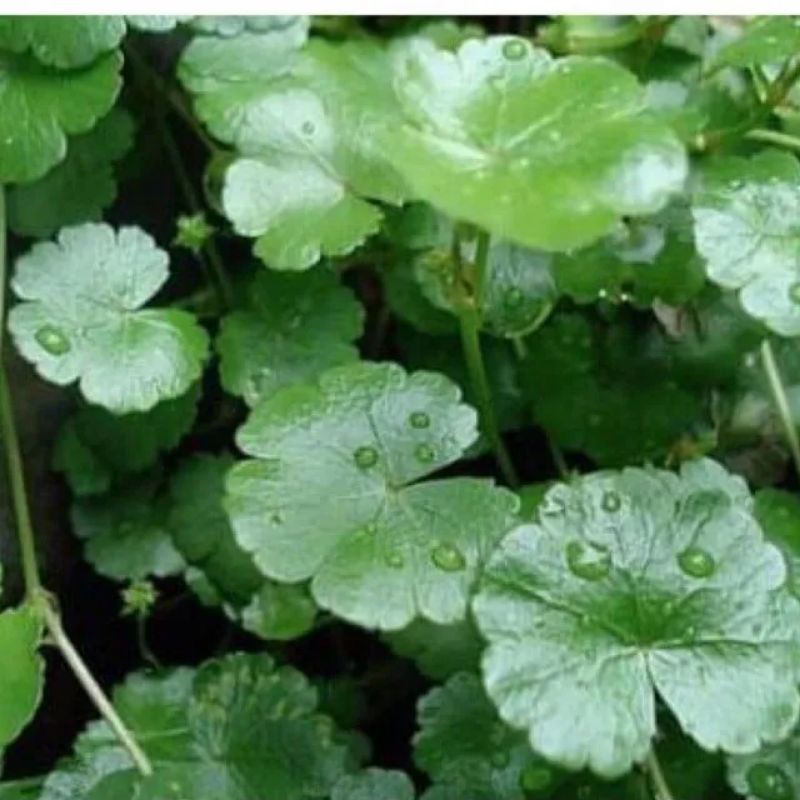 

daun Semanggi gunung petikim atau 500gram