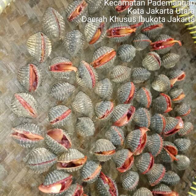 

Kerang dara-2kg (hidup dan segar)