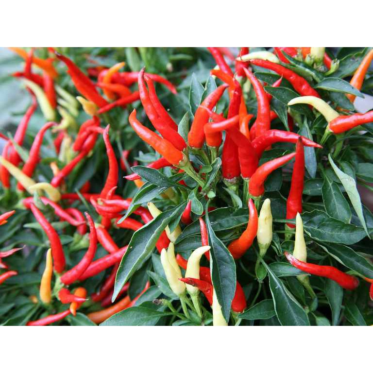 Benih Bibit Biji - Cabai Red Medusa Head Pepper - IMPORT