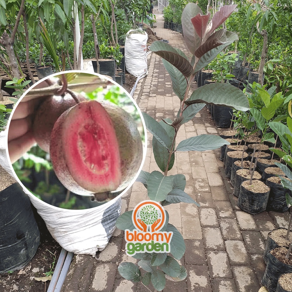 BIBIT JAMBU BIJI AUSTRALIA