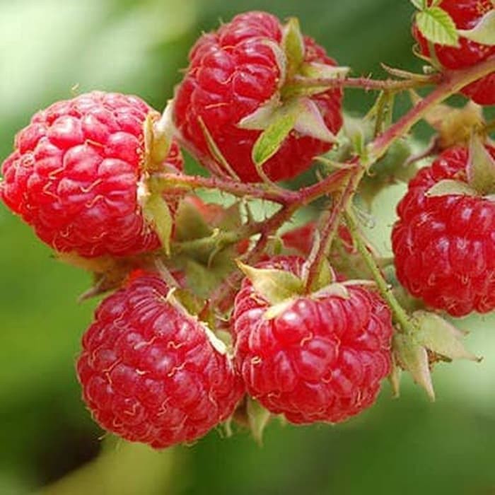 Jual Bibit Tanaman Buah Raspberry/ Raspberri/ Rasberri/ Rasberry ...