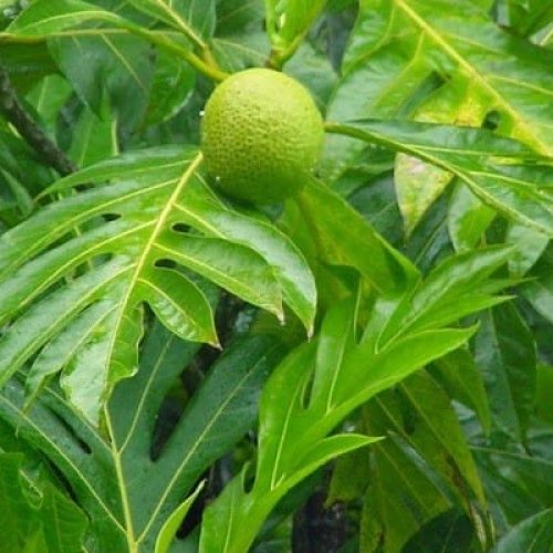 

Daun Sukun Segar Fresh Organik Dipetik Langsung