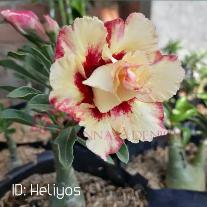 

Bibit Bunga Kamboja Adenium Heliyos