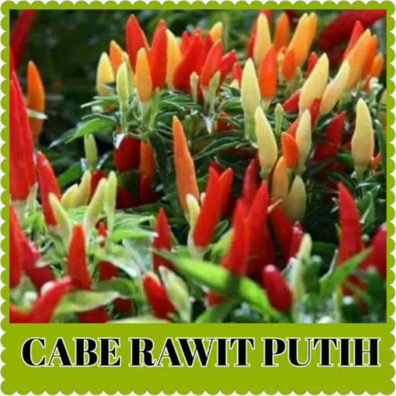 

Cabe Rawit / Cabai Rawit Warna