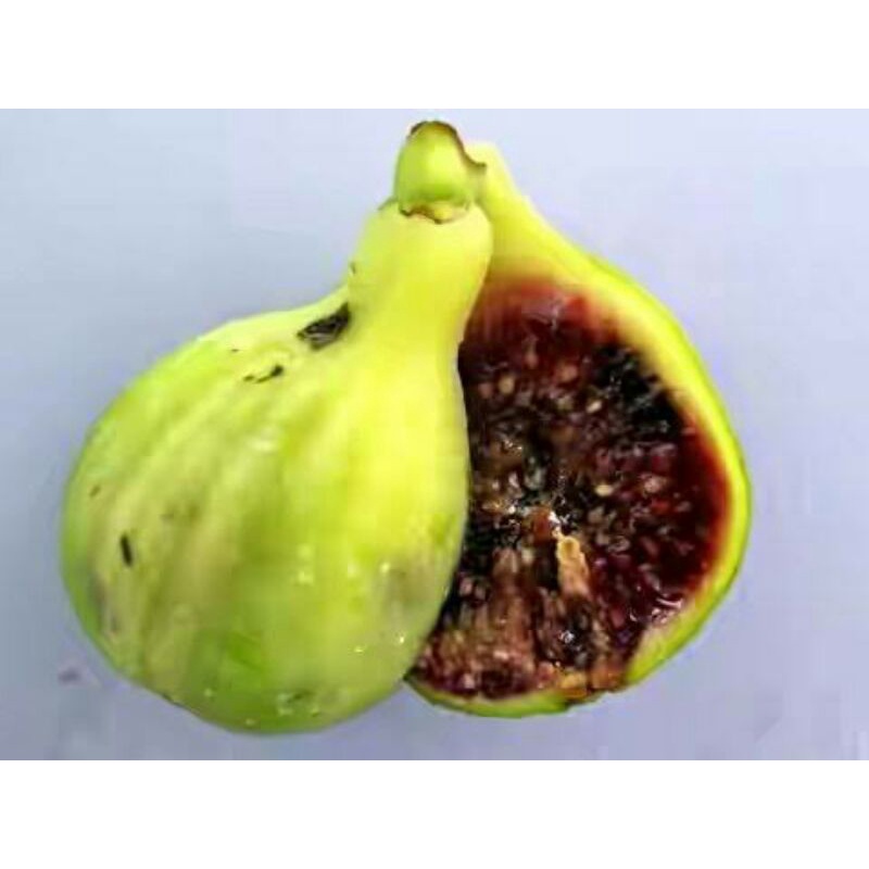 Bibit buah tin langka jenis JH ADRIATIC bibit tin cangkok