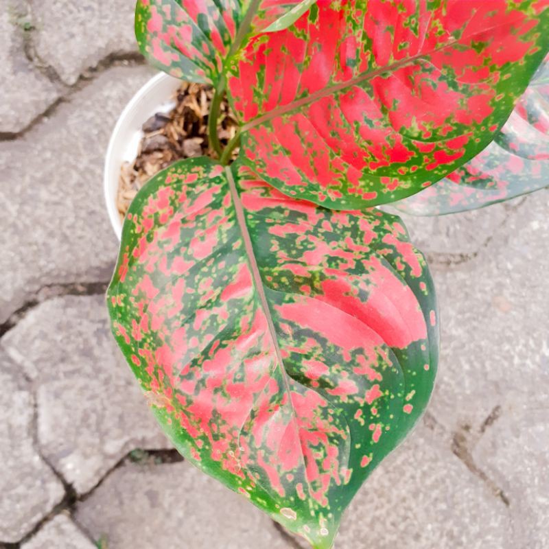Tanaman Hias Aglonema Red Spider