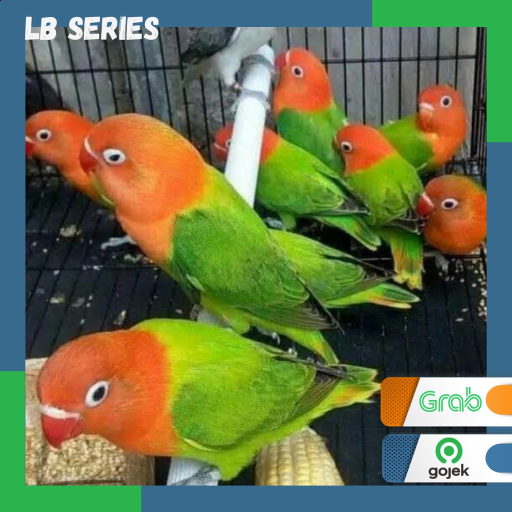 Lovebird Biola Green burung Lb Series