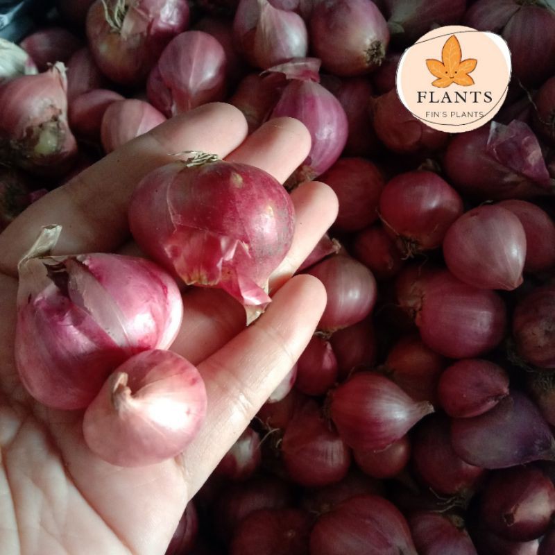 

Bawang Merah
